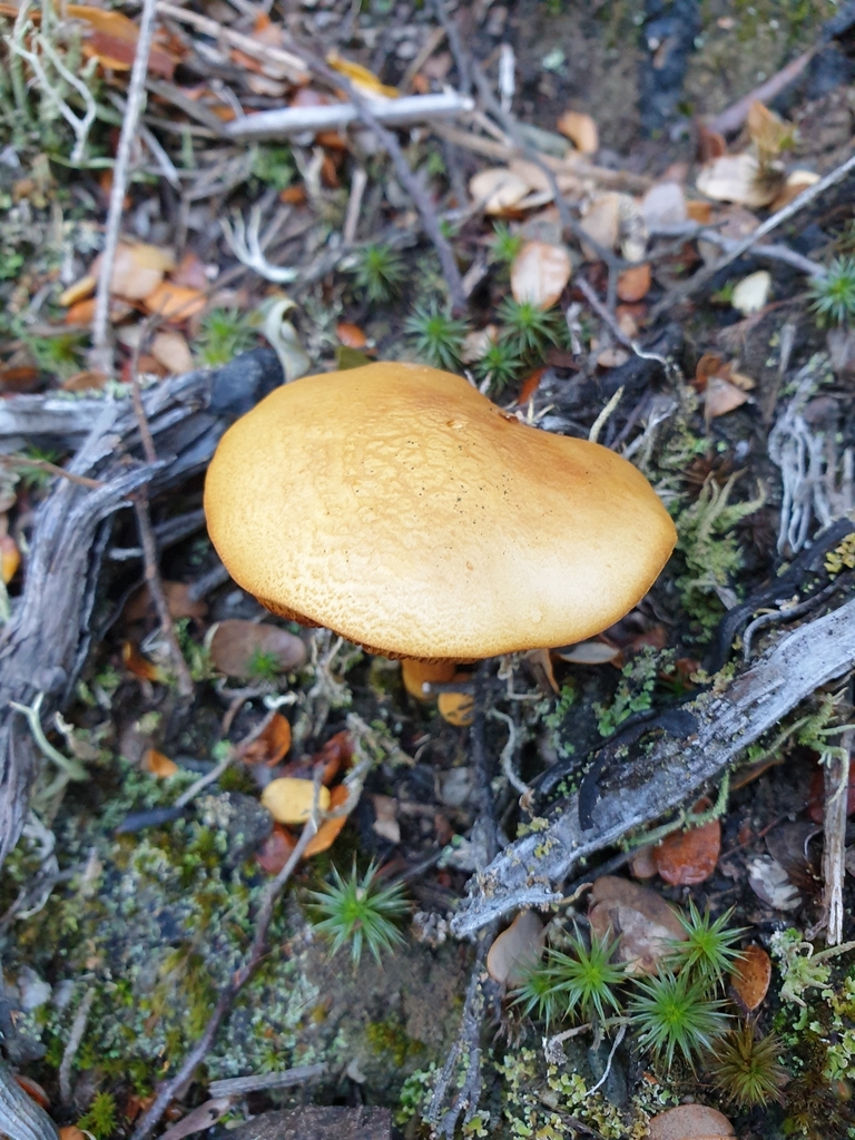 Chalciporus piperatus · April 2025 · photo: © samlasham (iNaturalist, cc0)