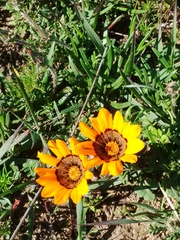 Gazania ciliaris