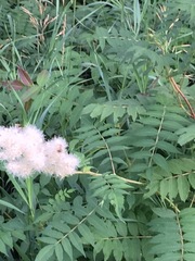 Sorbaria sorbifolia