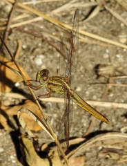 Crocothemis erythraea