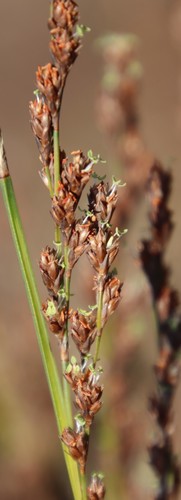 Image of Restio tetragonus by (c) Tony Rebelo, some rights reserved (CC BY-SA)