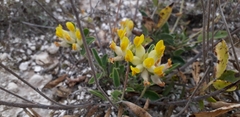 Anthyllis vulneraria polyphylla