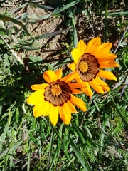Gazania ciliaris