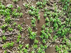 Callitriche palustris