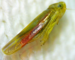 Erythridula crevecoeuri