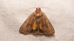 Noctua interjecta