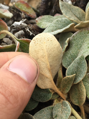 Eriogonum latifolium