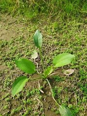 Alisma plantago-aquatica