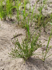Juncus bufonius