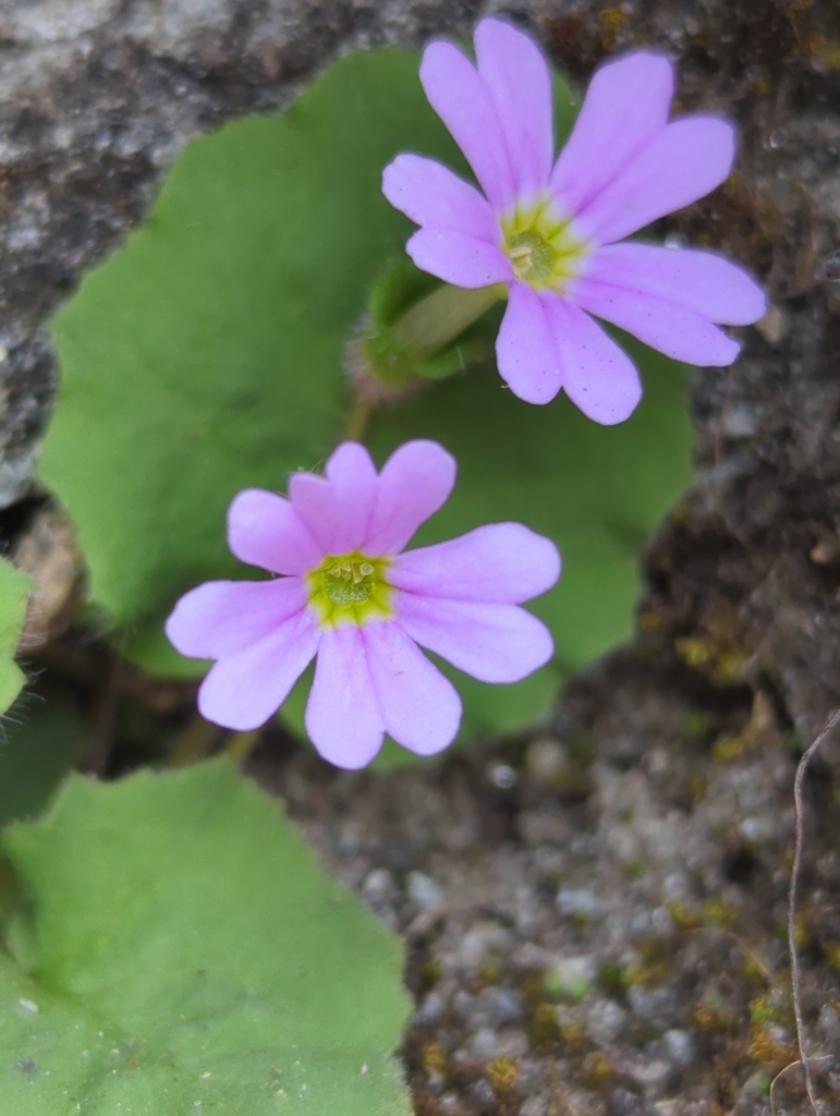 Primavera