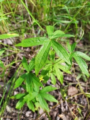 Anemonastrum dichotomum
