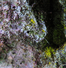 Chaenotheca trichialis