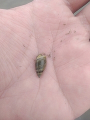 Olivella columellaris