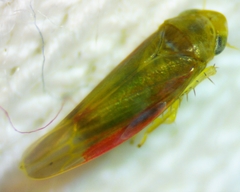 Erythridula crevecoeuri