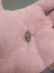 Olivella columellaris