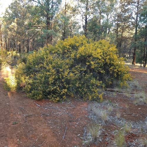 Acacia triptera, photograph 1
