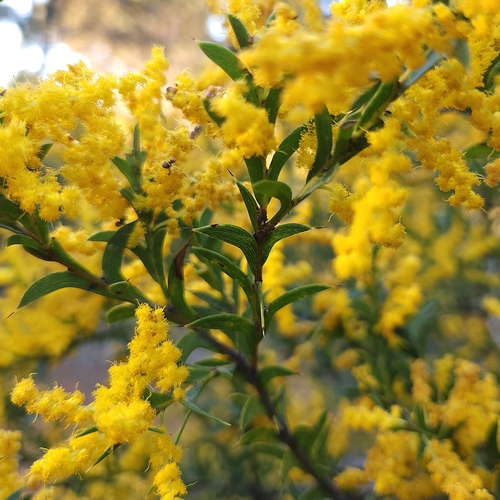 Image of Acacia triptera by (c) jaimshae, some rights reserved (CC BY)