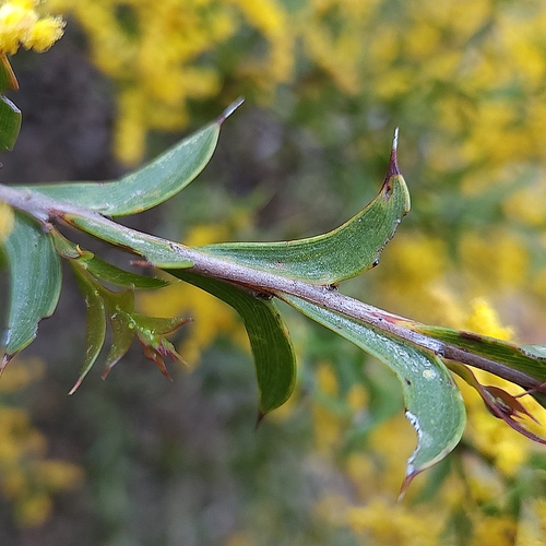 Acacia triptera, photograph 3