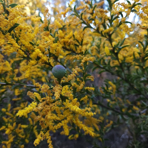 Image of Acacia triptera by (c) jaimshae, some rights reserved (CC BY)