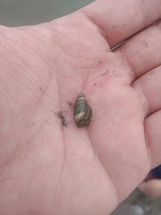 Olivella columellaris