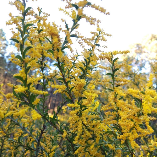 Acacia triptera, photograph 5