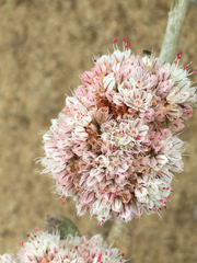 Eriogonum latifolium