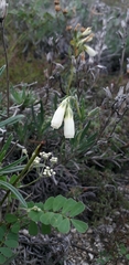 Onosma tanaitica