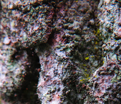 Chaenotheca trichialis