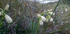 Onosma tanaitica