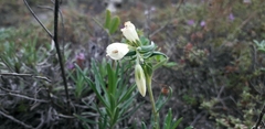 Onosma tanaitica