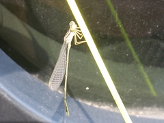 Enallagma vesperum