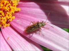 Rhypodes