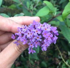 Buddleja davidii