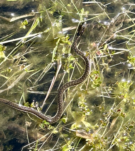 iNaturalist observation photo of Sierra Garter Snake