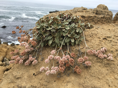 Eriogonum latifolium