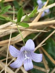 Campanula californica