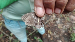 Posttaygetis penelea