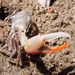 Calling Fiddler Crab - Photo (c) Carol McDougall, some rights reserved (CC BY-NC), uploaded by Carol McDougall