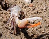 Calling Fiddler Crab - Photo (c) Carol McDougall, some rights reserved (CC BY-NC), uploaded by Carol McDougall