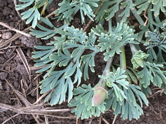 Eschscholzia californica maritima