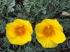 Eschscholzia californica maritima