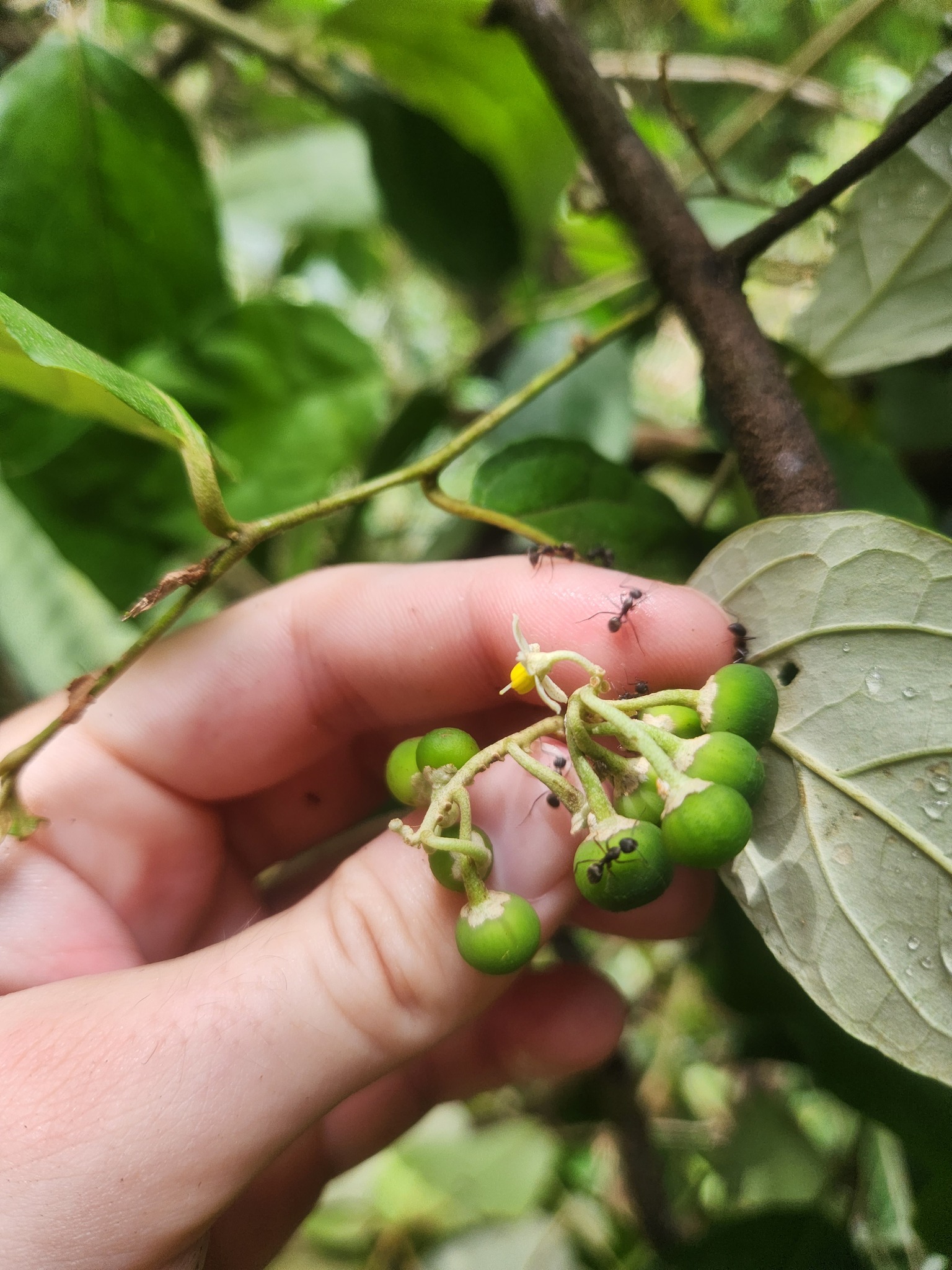 Imagem de Solanum schlechtendalianum