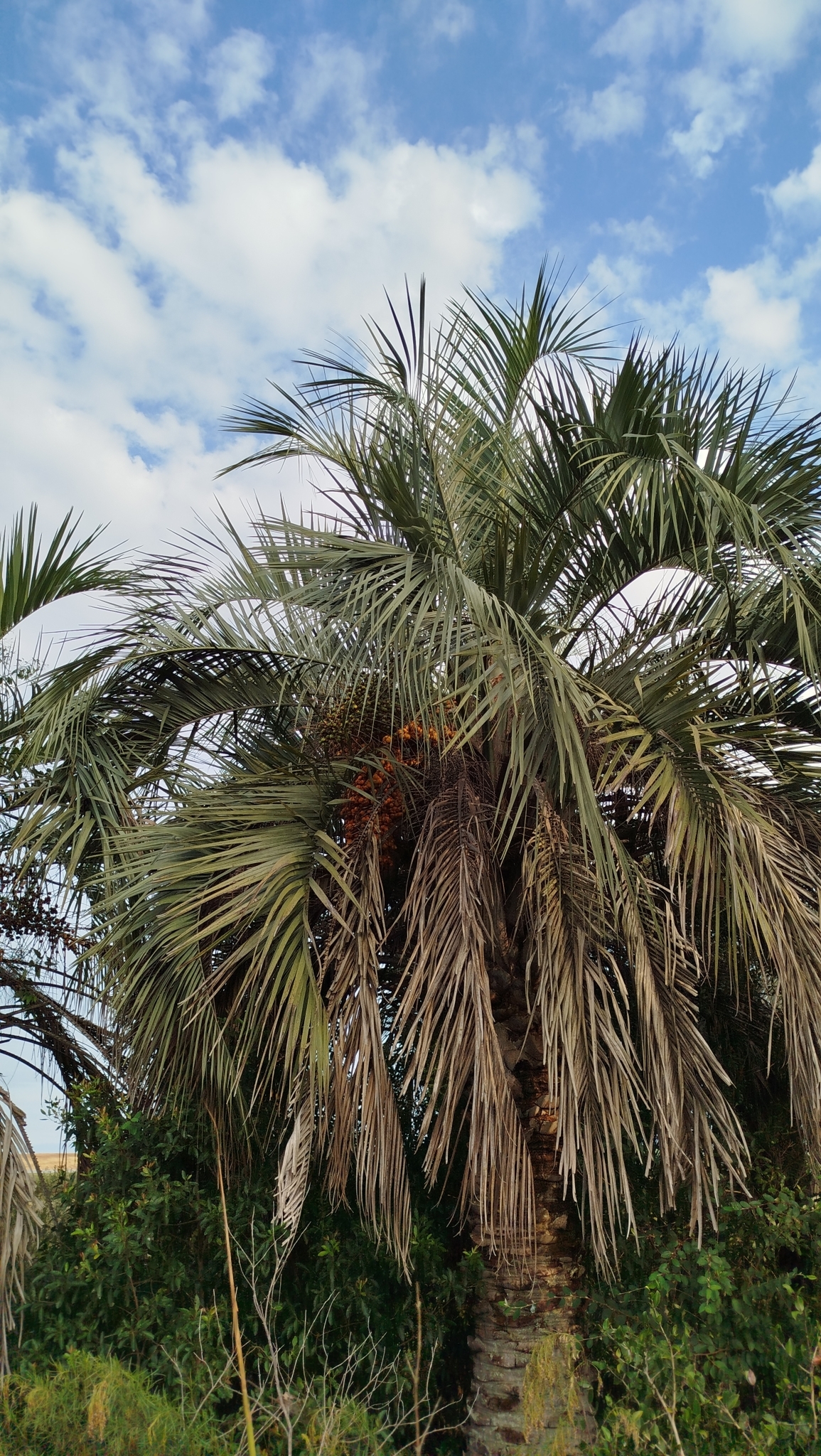 Imagem de Butiá-da-praia