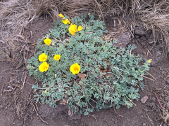 Eschscholzia californica maritima