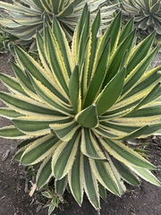 Agave