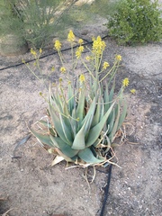 Aloe elegans