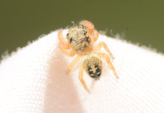 Phidippus texanus