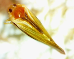 Omolicna uhleri