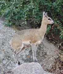 Oreotragus oreotragus transvaalensis