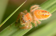 Phidippus cardinalis